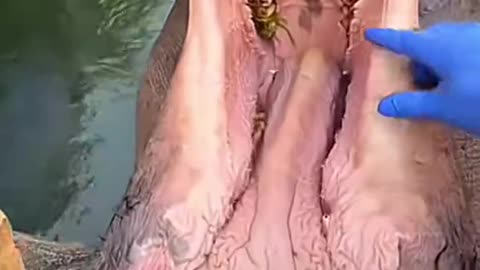 Cute hippo