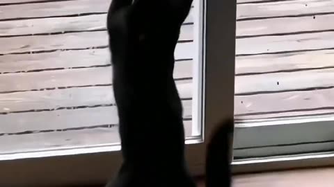 Funny and Cute Cats Videos #332