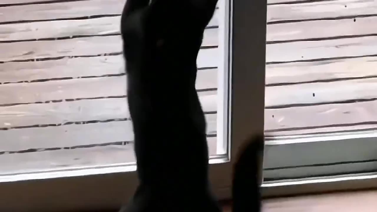 Funny and Cute Cats Videos #332