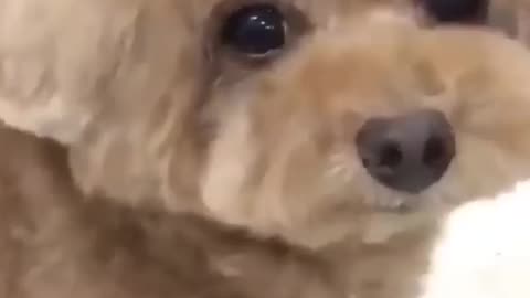 Walking dog