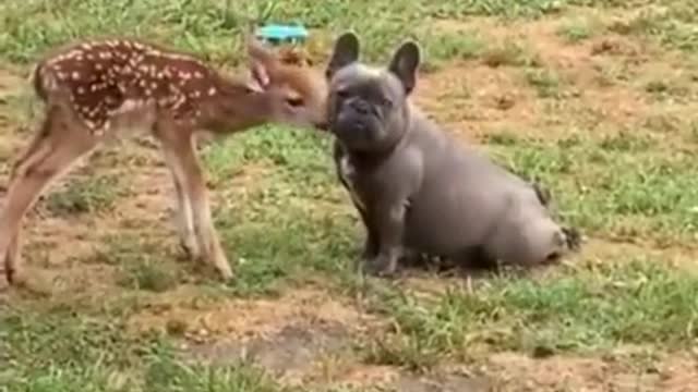 Fawn licking Bulldogs face