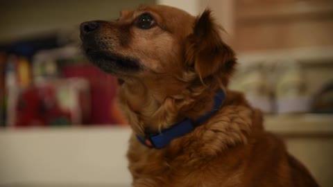 pet dog