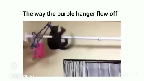 Kittynastic
