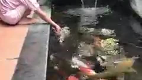 Koi fish pond