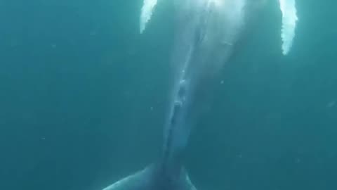 Wildlife