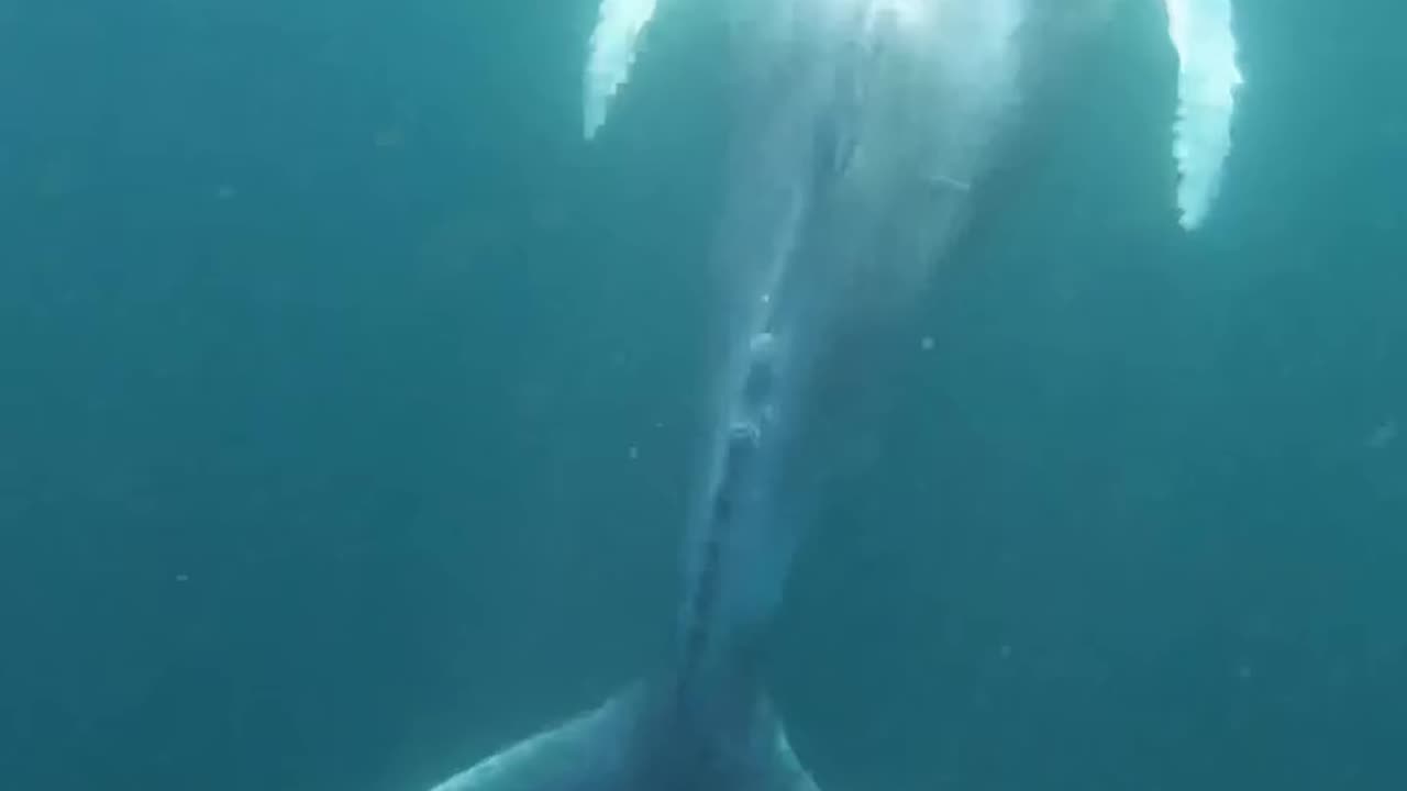 Wildlife