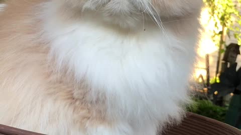Cat Doesn't Care for Obviously Ugly Toupee