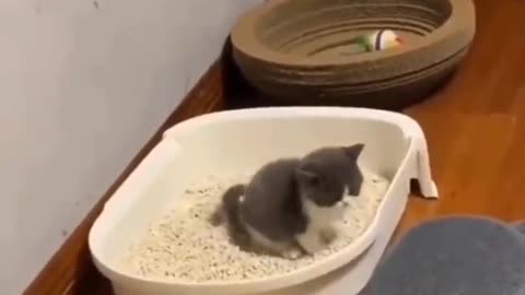 Small baby cats funny Play all