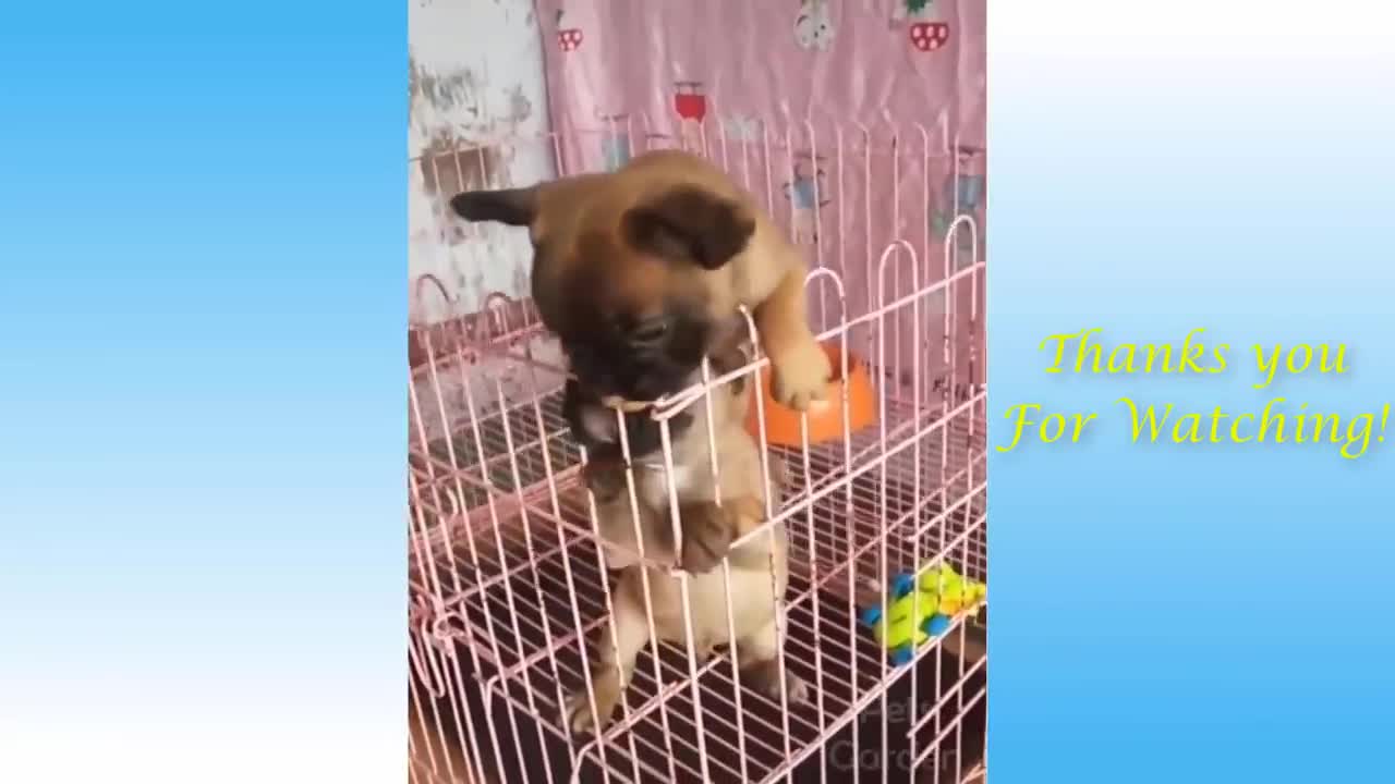 Cute Pets And Funny Animals Compilation Of The Day!
