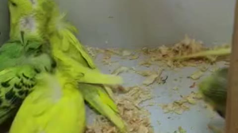 Lovely Parrot