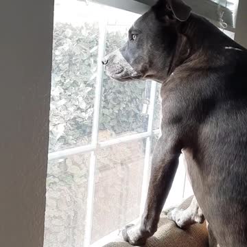 Front Window with Tucker Carlson and Claire Bear