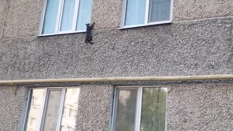 Crazy ninja cat