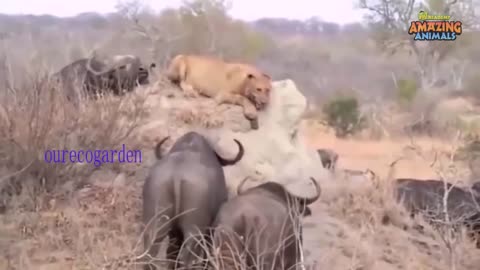 LION VS BUFFALO Bull fight back leopard vs wild boar lion attack nature animal