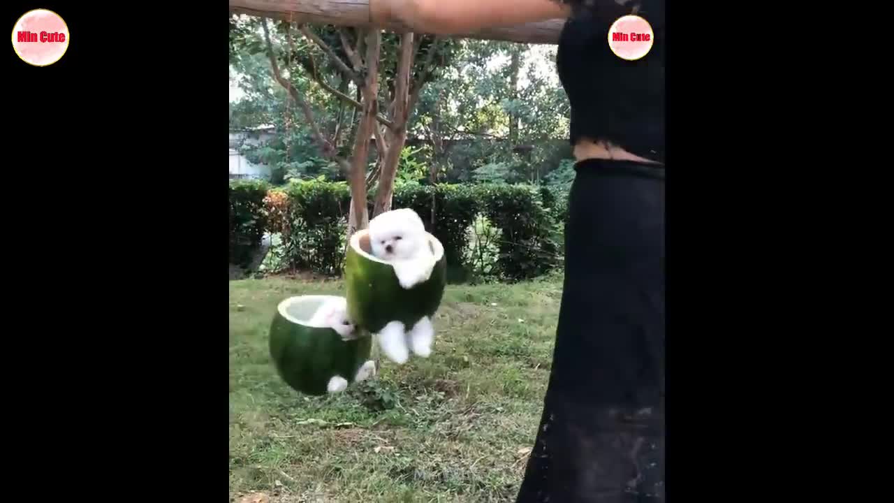 Pomerania divertido y lindo - Dog Pomeranian😍