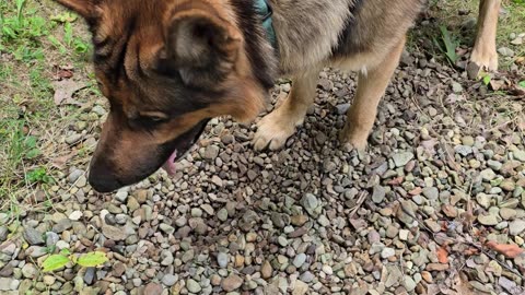 Virgil german shepherd.