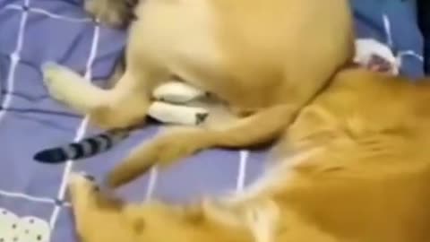 funniest Cat and dog videos best funny animal videos