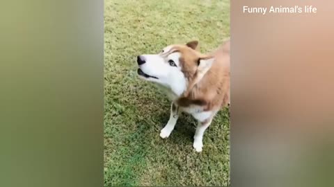 Funny Animals Cats and Dogs