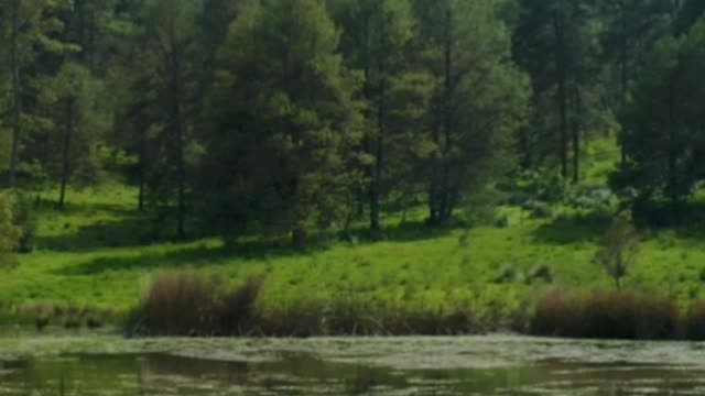 Aerial tour of a lake in the middle of a large forest