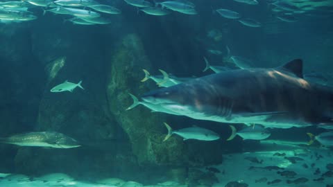 The beauty of marine life