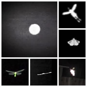 Orbs And Other Creatures of The Night