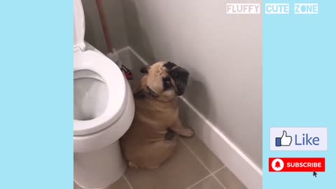 Funny Guilty dogs compilation 2020 - Must see
