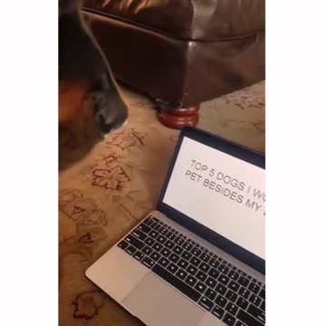 Poor Doggo | Wait For His Reaction | | Adorable Pets