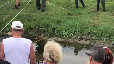 Giant Gator Removed from Drainage Ditch