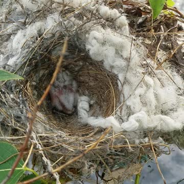Found a baby bird in a nest