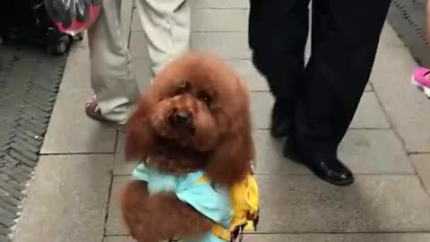Walking Dog