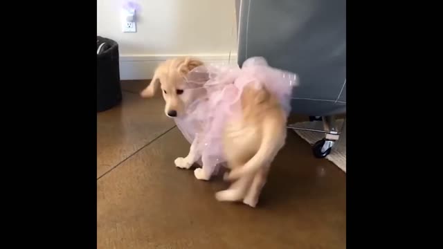 funny puppy acting funny things that make you laugh