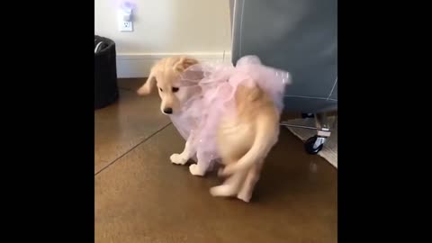 funny puppy acting funny things that make you laugh