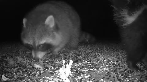 Skunk and raccoon turf war