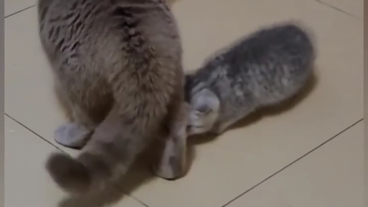 Funny cats fight