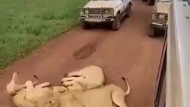 Big cats/lions relaxing