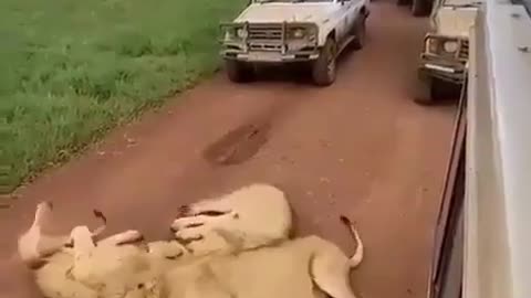 Big cats/lions relaxing