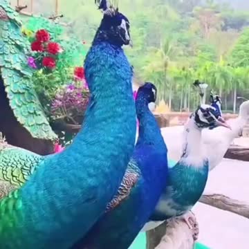 Beautiful Peacock # short video | New cute and adorable pets 2021