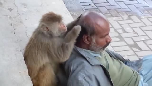 Funny Monkey Videos Compilation | Cute Funny Monkey Videos