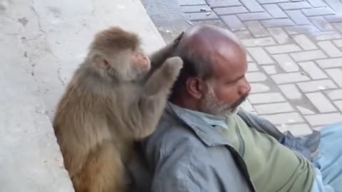 Funny Monkey Videos Compilation | Cute Funny Monkey Videos