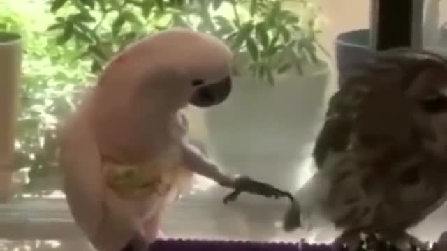 Animals funny video