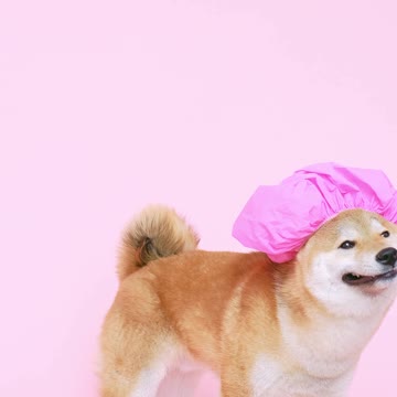 Brushing My Husky's Teeth For The First Time!