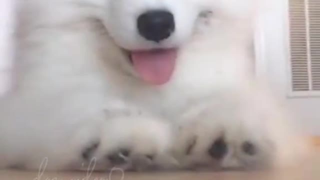 Samoyed ✨ dog video