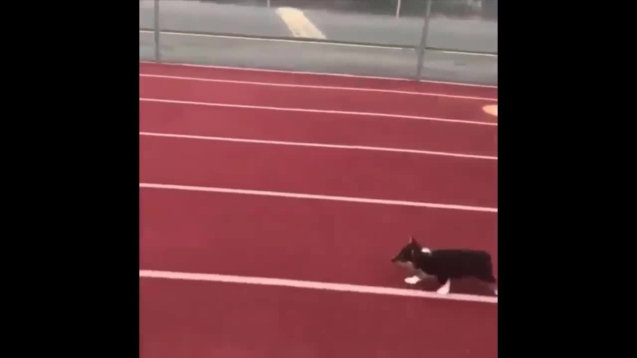 Puppy on the athletic track how cute