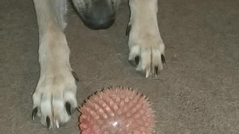 German Shepherd Abby - Play Time