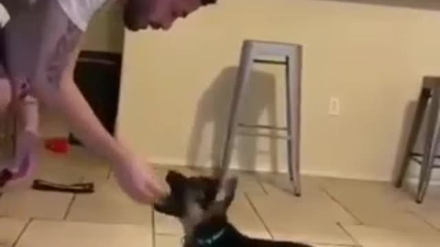 Bark Training To My French Bulldog Bunny🐶🐶🐶 Dog Training Short Video.