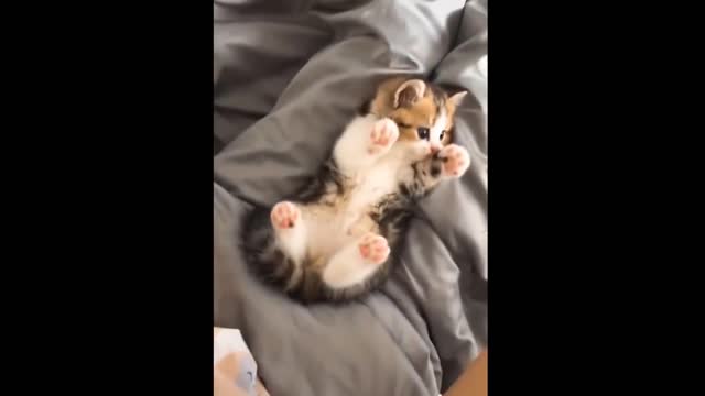 😂 Awesome Funny 🐶 Dogs And Cats 😸 - Funniest And Cute Pet Videos 💗