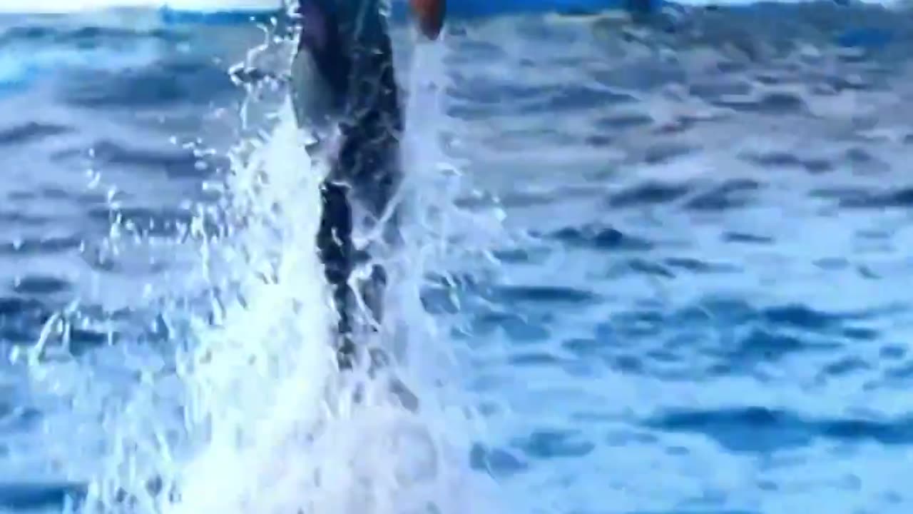 Joyful Connection Woman and Dolphin Play Together in Crystal Clear Waters