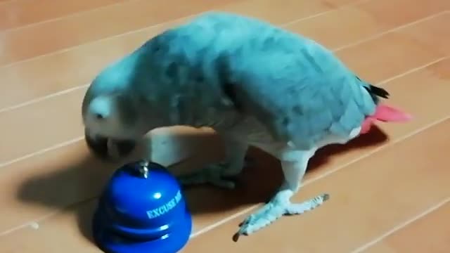 Smart parrot rings bell for more treats