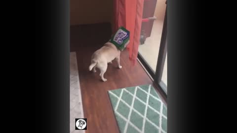 Funny Pugs Tiktoks