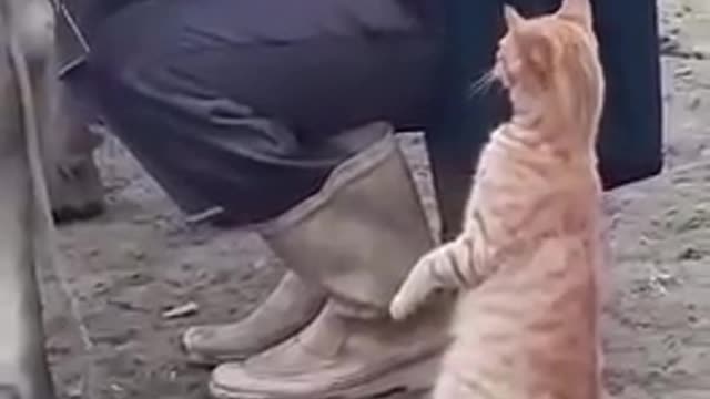 Cat Drinking Goat milk 2021
