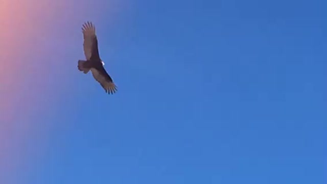 The Bird from Texas